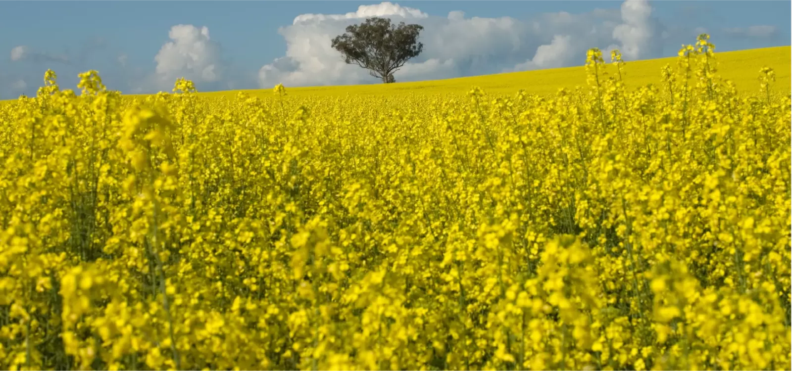 Canola field 